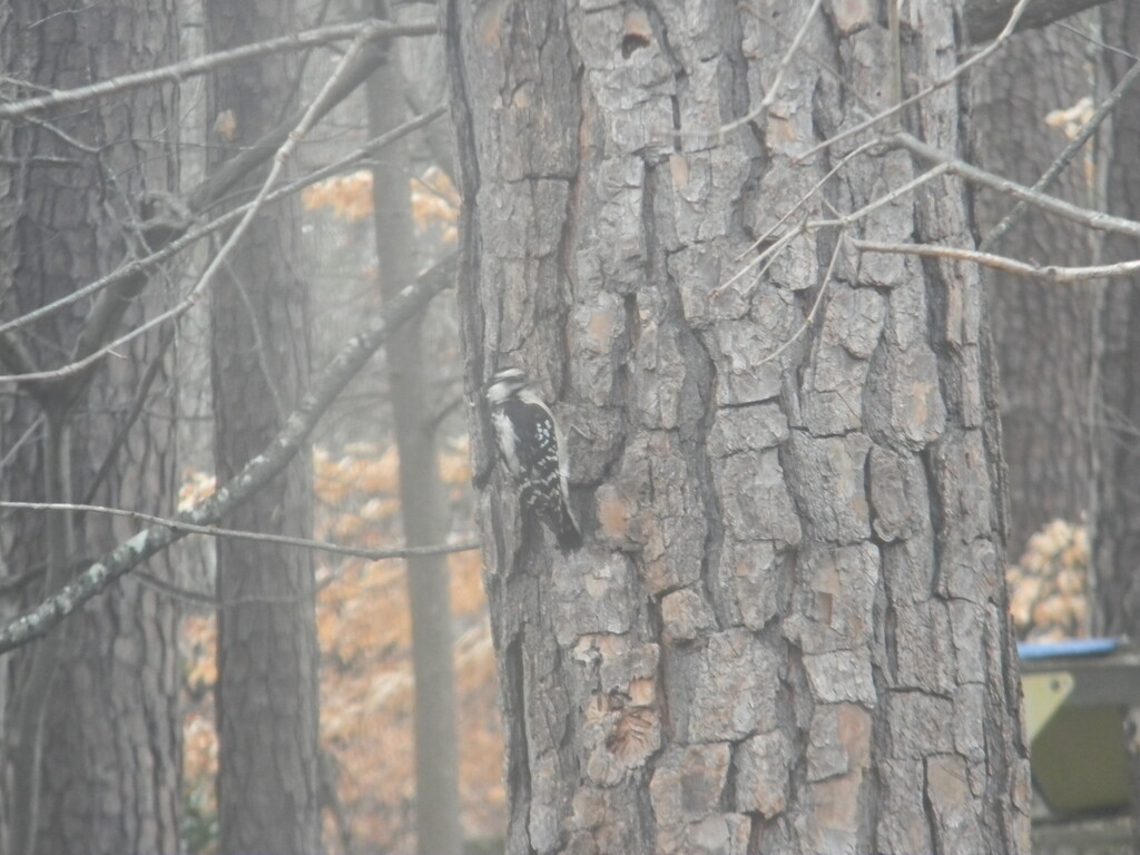 Woodpecker in Backyard  by sfeldphotos