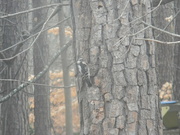 17th Jan 2023 - Woodpecker in Backyard 