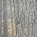 Woodpecker in Backyard  by sfeldphotos
