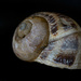 Found Snail Shell by theredcamera