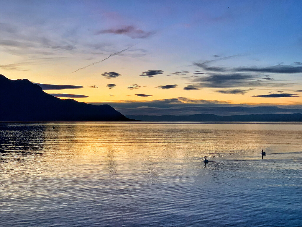 Two ducks at sunset.  by cocobella