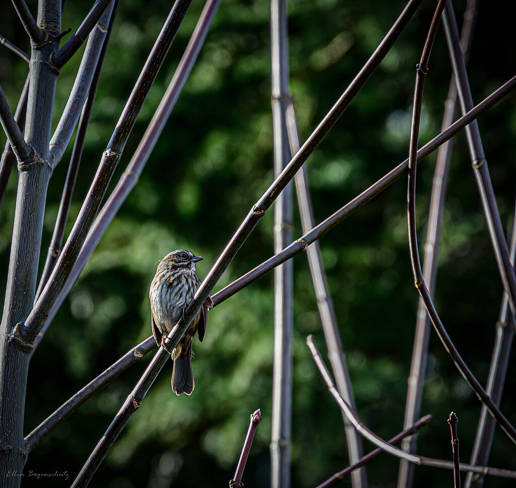 Little Sparrow by theredcamera