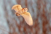 17th Jan 2023 - Barn Owl 