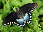 27th Jul 2022 - Spicebush Swallowtail on Arborvitae [Filler]