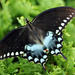 Spicebush Swallowtail on Arborvitae [Filler] by rhoing