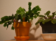 17th Jan 2023 - Zygo Cactus And African Violet