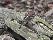 17th Jan 2023 - American Tree Sparrow