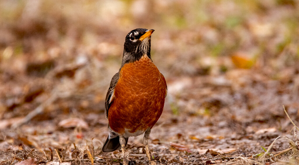 Robin, Red Breast! by rickster549