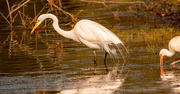 17th Jan 2023 - Egret, Looking for the Food!