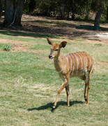 18th Jan 2023 - Baby Eland Antelope