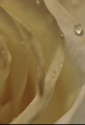 18th Jan 2023 - Day 18: Rose Petals