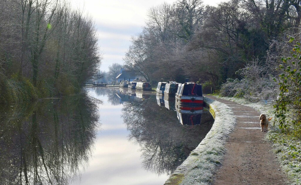 A peaceful morning on the canal bank by anitaw