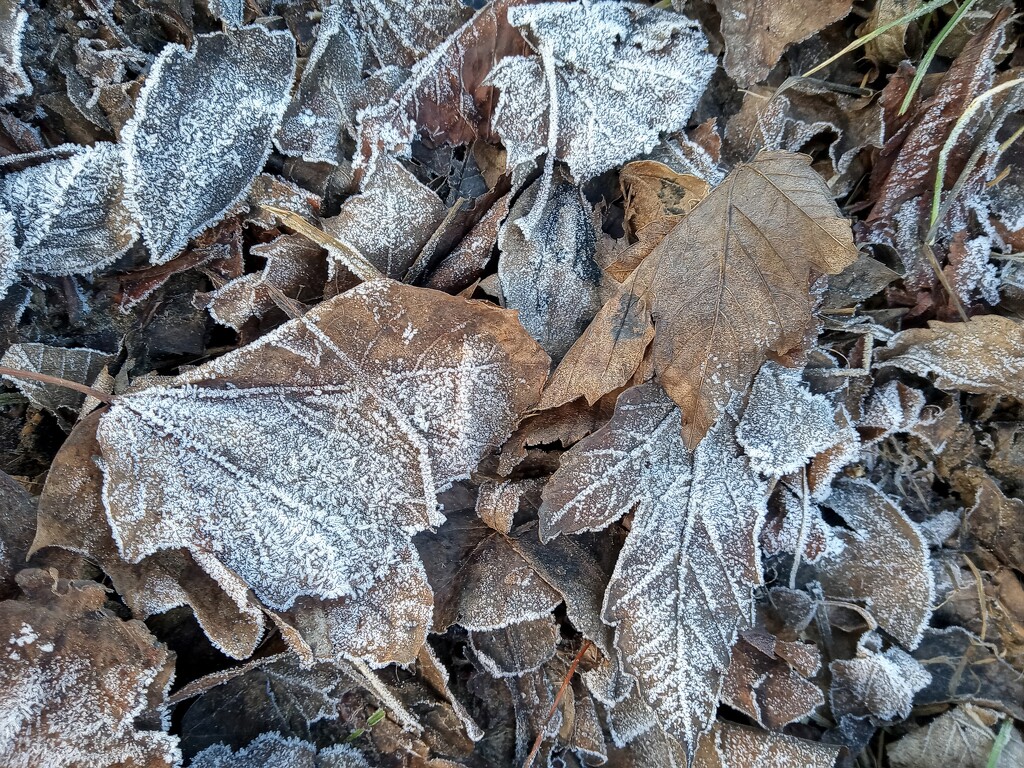 Still frosty by 365projectorgjoworboys