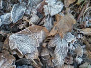 19th Jan 2023 - Still frosty