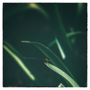 18th Jan 2023 - dragonfly