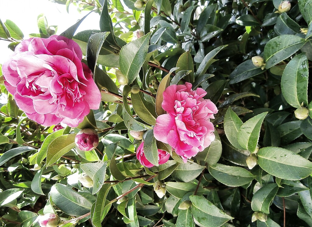 Camellias..... by cutekitty