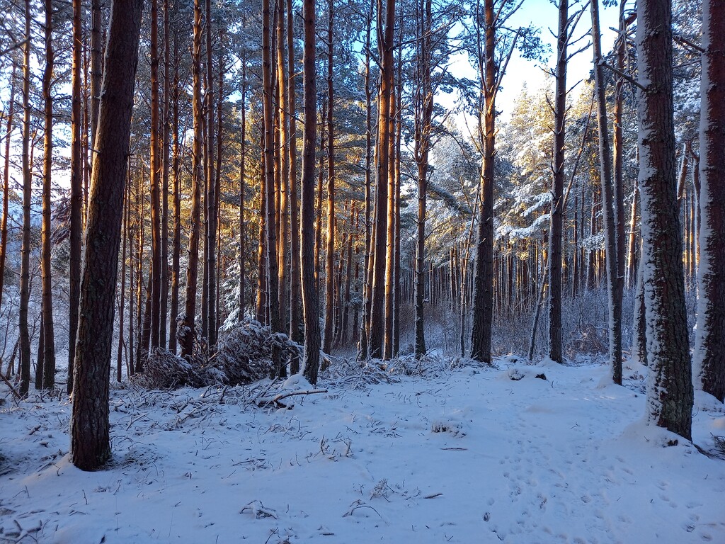 Jan 18th last light in the woods by valpetersen
