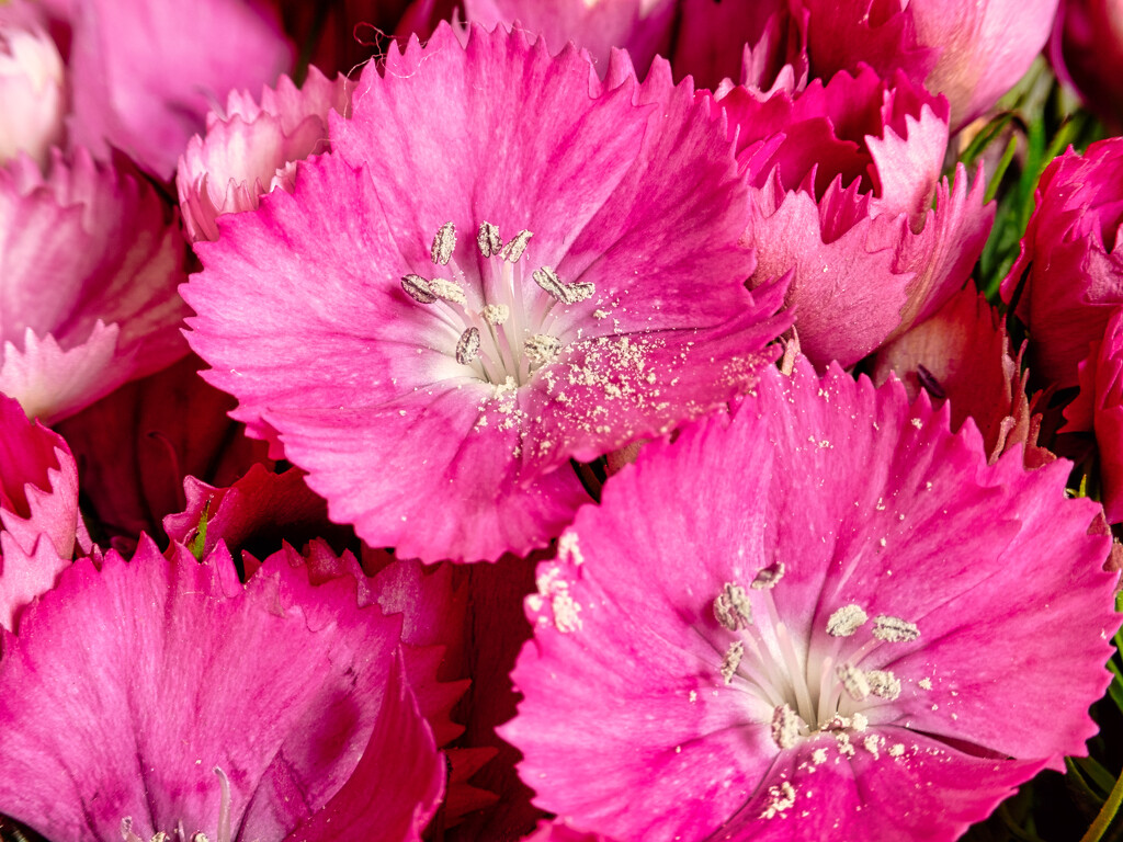 Pretty in Pink by heftler