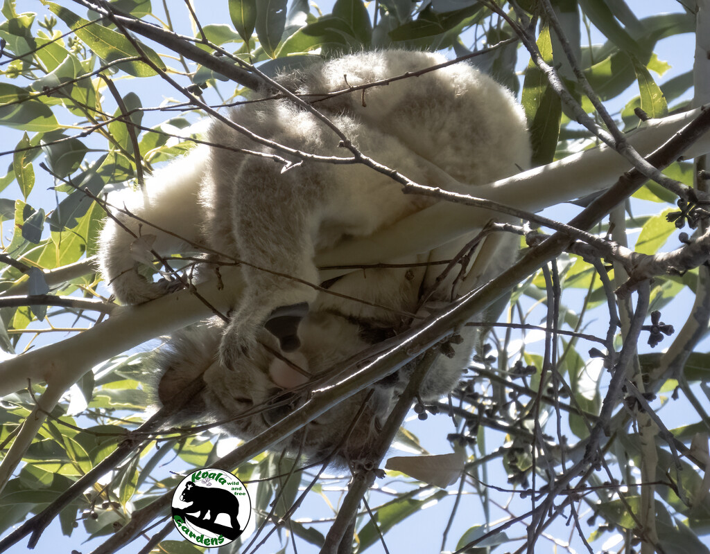 inside outside upside down by koalagardens