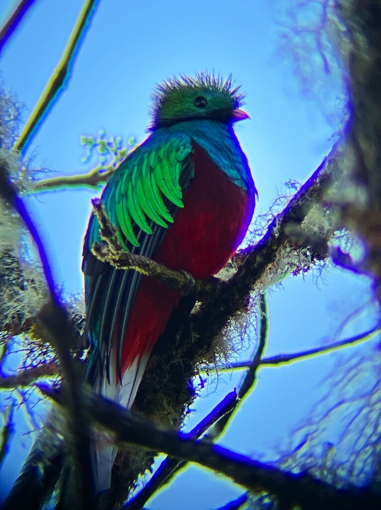 Quetzal by tstb13