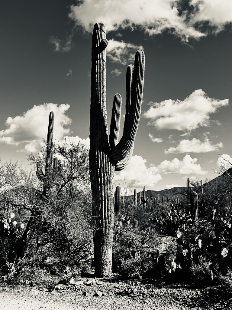 Saguaro by lisahenson
