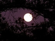 19th Jan 2023 - Viewing the moon through the pines...