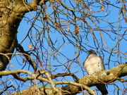 18th Jan 2023 - What ho!  Some exotic bird in the tree?
