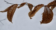 18th Jan 2023 - Beech leaves still hanging on