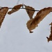 Beech leaves still hanging on by mltrotter
