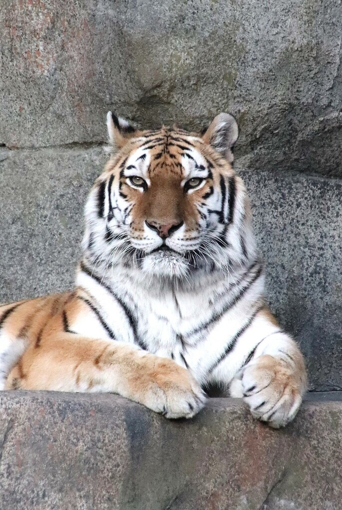 Tiger Portrait  by randy23
