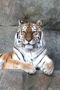 25th Dec 2022 - Tiger Portrait 