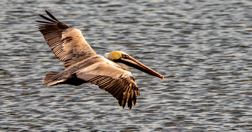 Brown Pelican in Flight! by rickster549