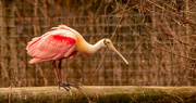 18th Jan 2023 - Roseate Spoonbill on the Fence!   