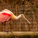 Roseate Spoonbill on the Fence!    by rickster549