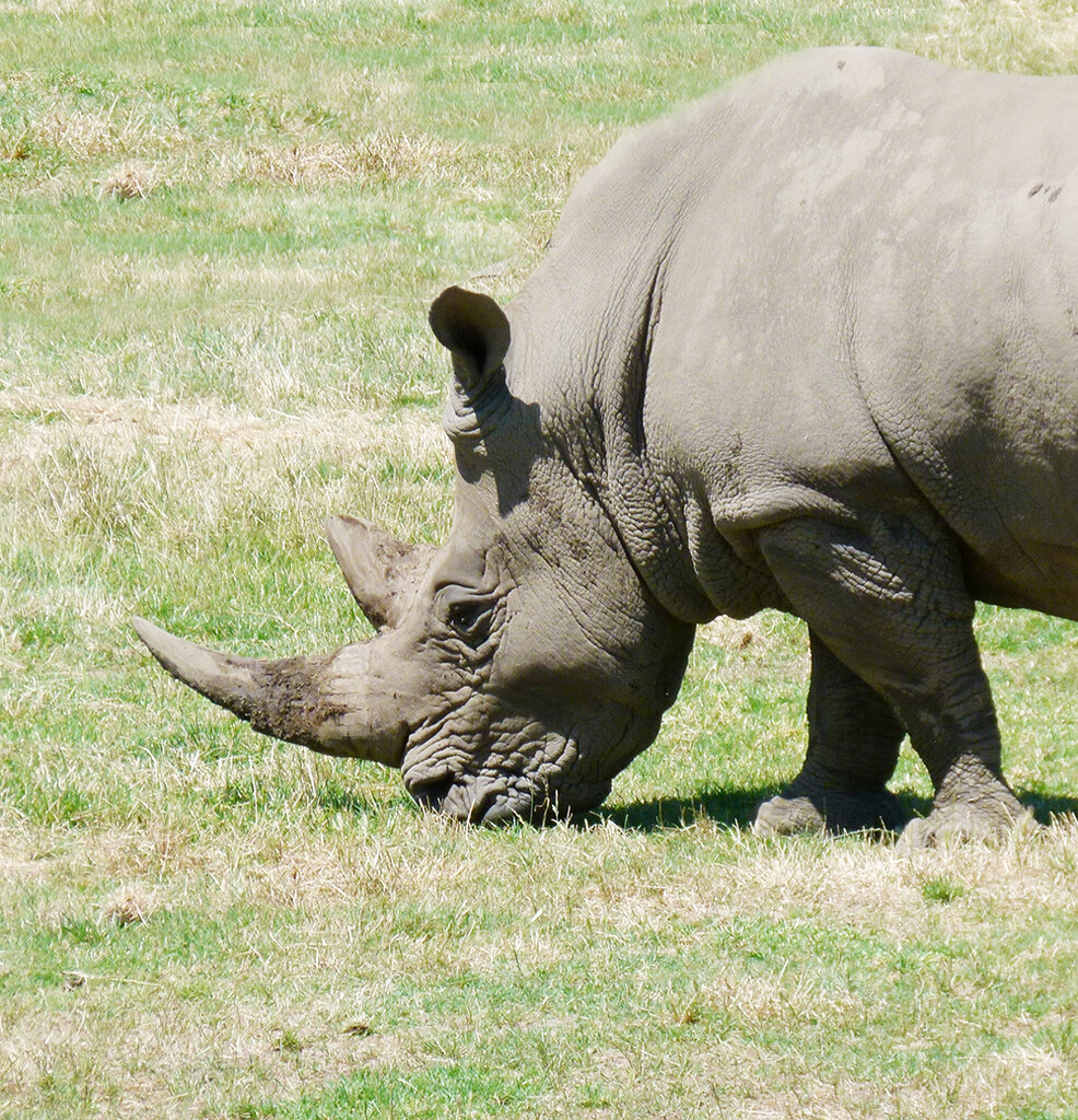 Rhino Neil by onewing