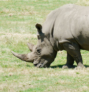 19th Jan 2023 - Rhino Neil