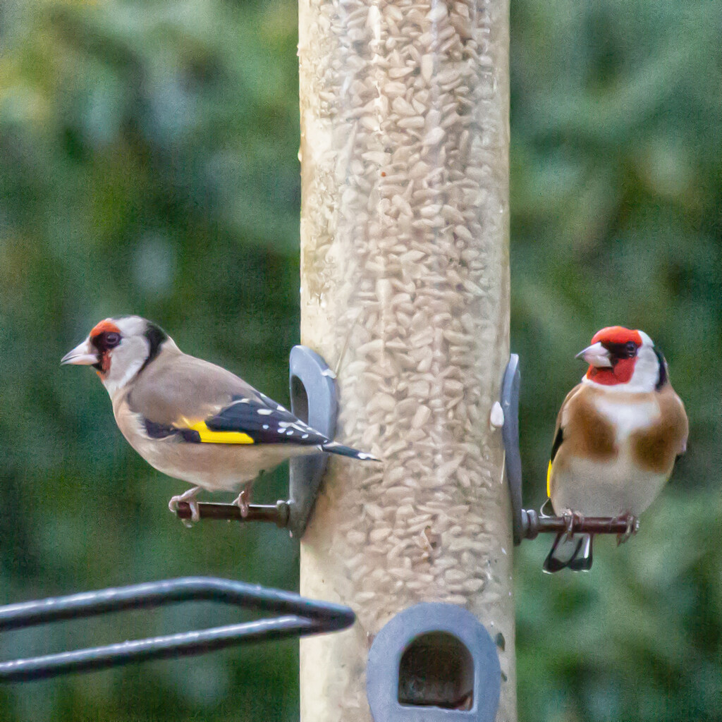 Extras - Goldfinches by pamknowler