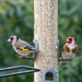 Extras - Goldfinches