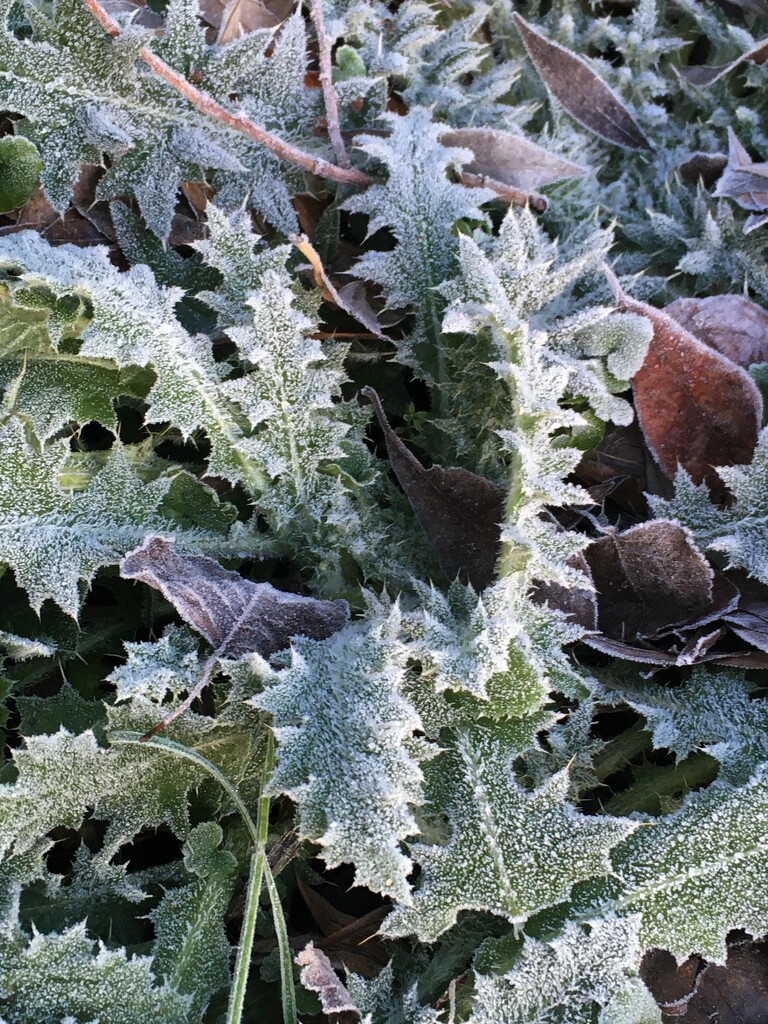 Frosty leaves by 365anne