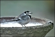 19th Jan 2023 - Look who visited the birdbath this morning