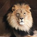 Lion Portrait  by randy23