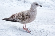 19th Jan 2023 - Lesser black-backed gull