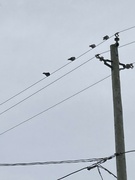 19th Jan 2023 - Birds on a Wire 