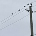 Birds on a Wire  by spanishliz