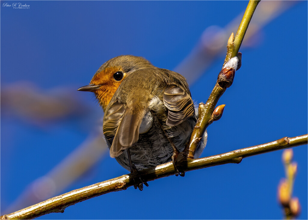 Treetop Robin by pcoulson