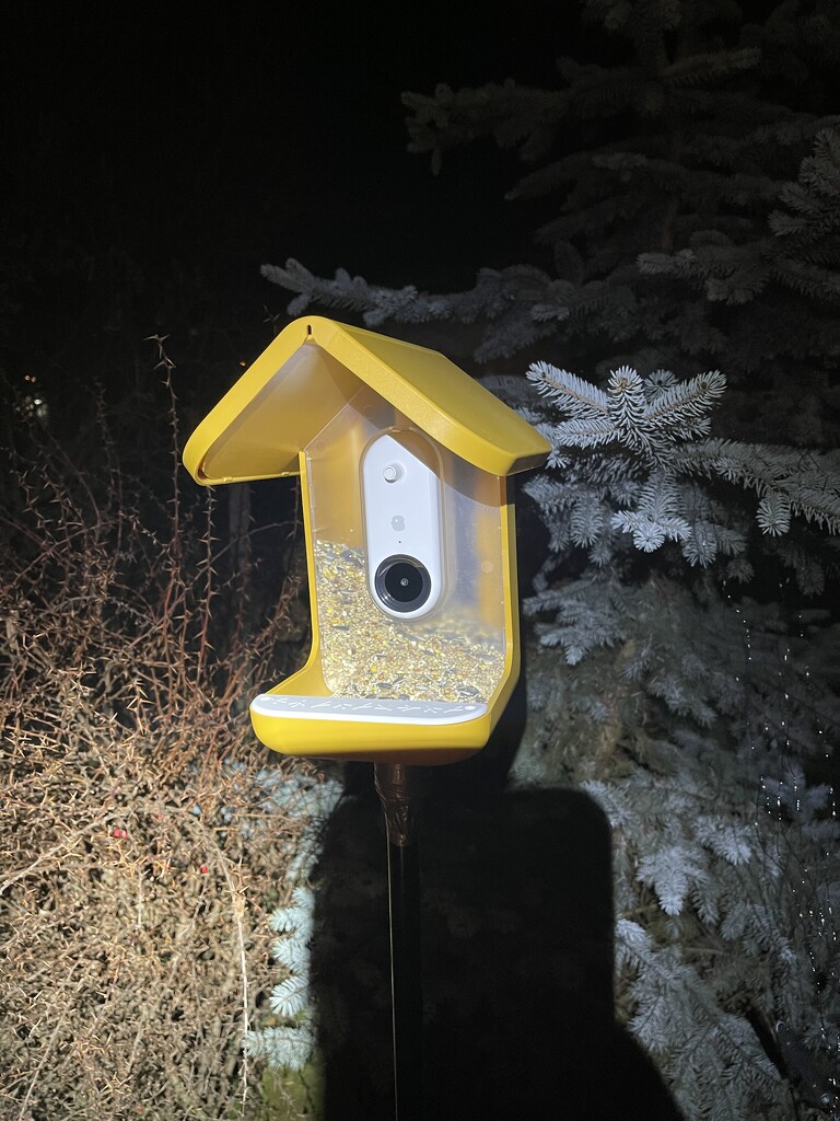 Hello, BirdBuddy! by donangel
