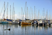 13th Jan 2023 - Shoreham Marina 