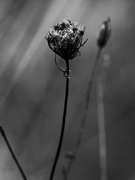 19th Jan 2023 - Queen Anne's Lace