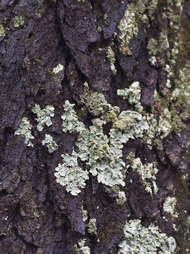 Winter lichen by rminer