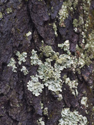 19th Jan 2023 - Winter lichen